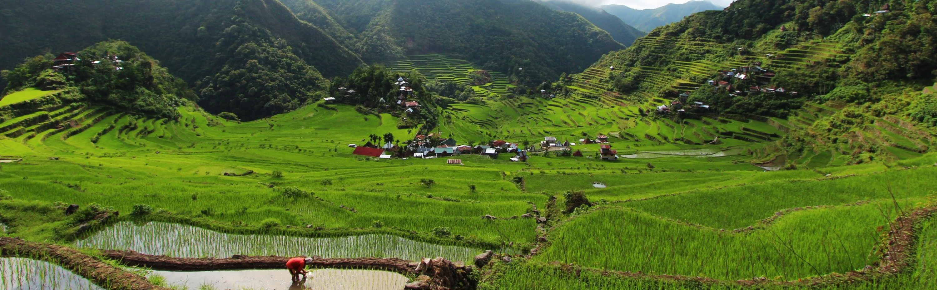 Rice terraces of Batad