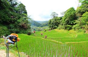 Blow-Vac sampling machine to collect rice-arthropods